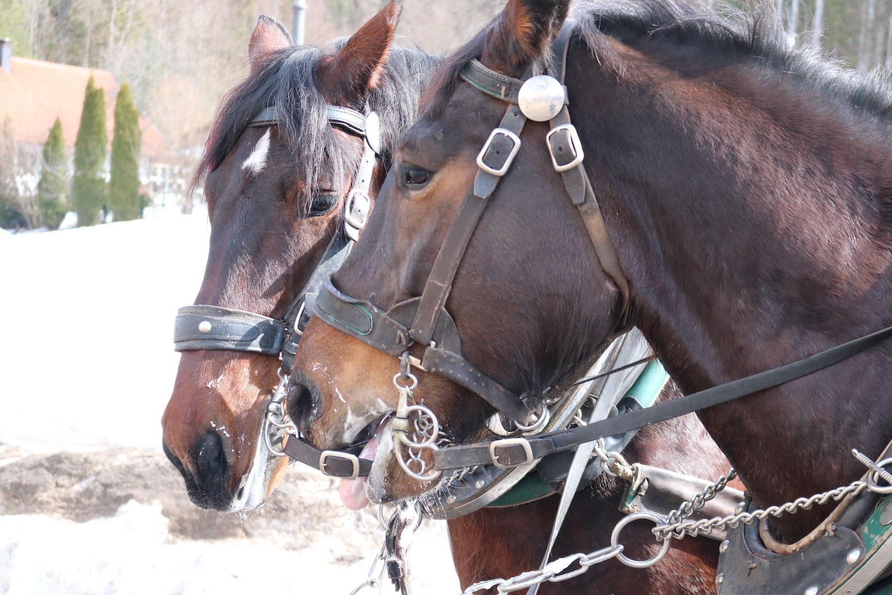 うぶごえ 追加募集編 引退馬の写真集制作を通じ 引退馬の支援とコロナ禍で引退馬に会えないファンに引退馬の様子をお届けしたい