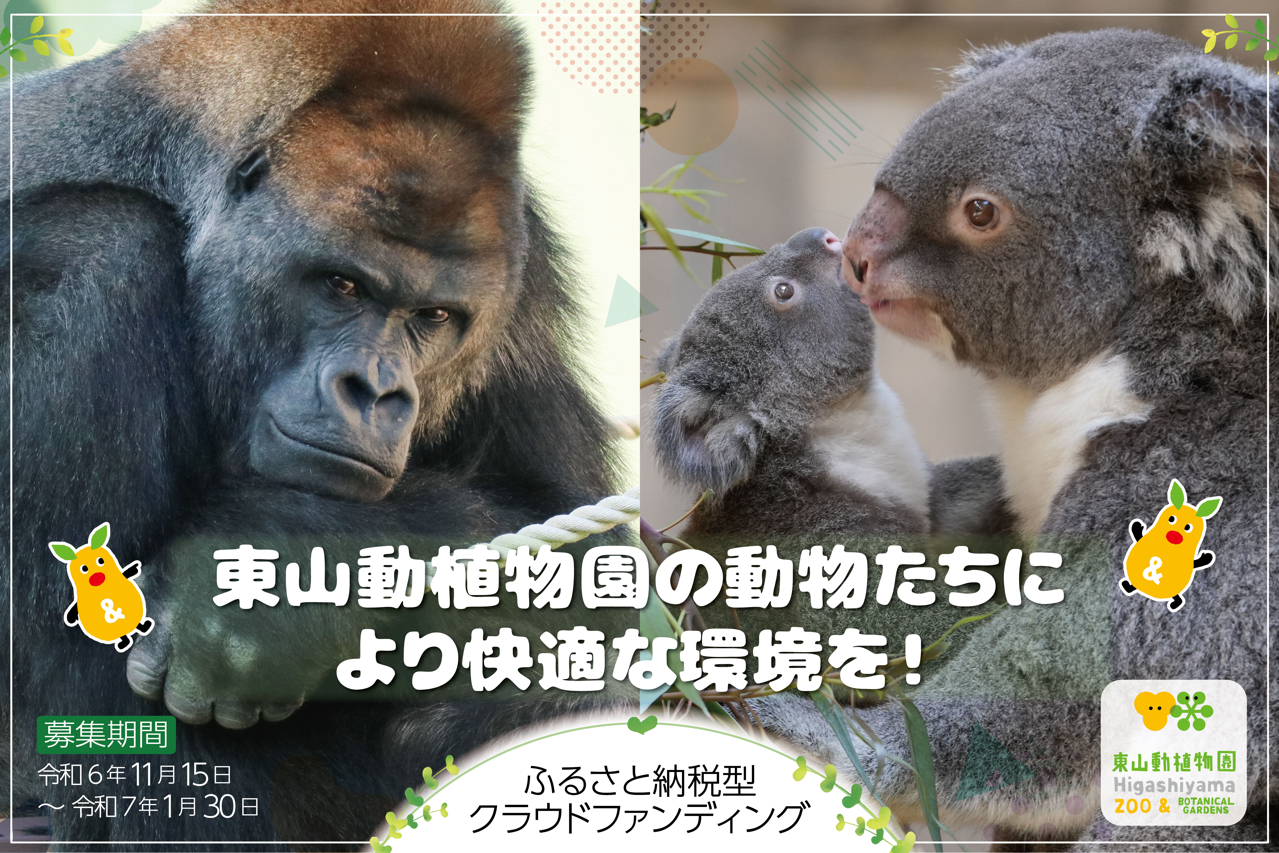 Amazon.co.jp: 2025年 メインクーン・キャット カレンダー