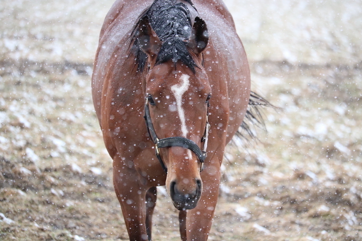 うぶごえ 追加募集編 引退馬の写真集制作を通じ 引退馬の支援とコロナ禍で引退馬に会えないファンに引退馬の様子をお届けしたい